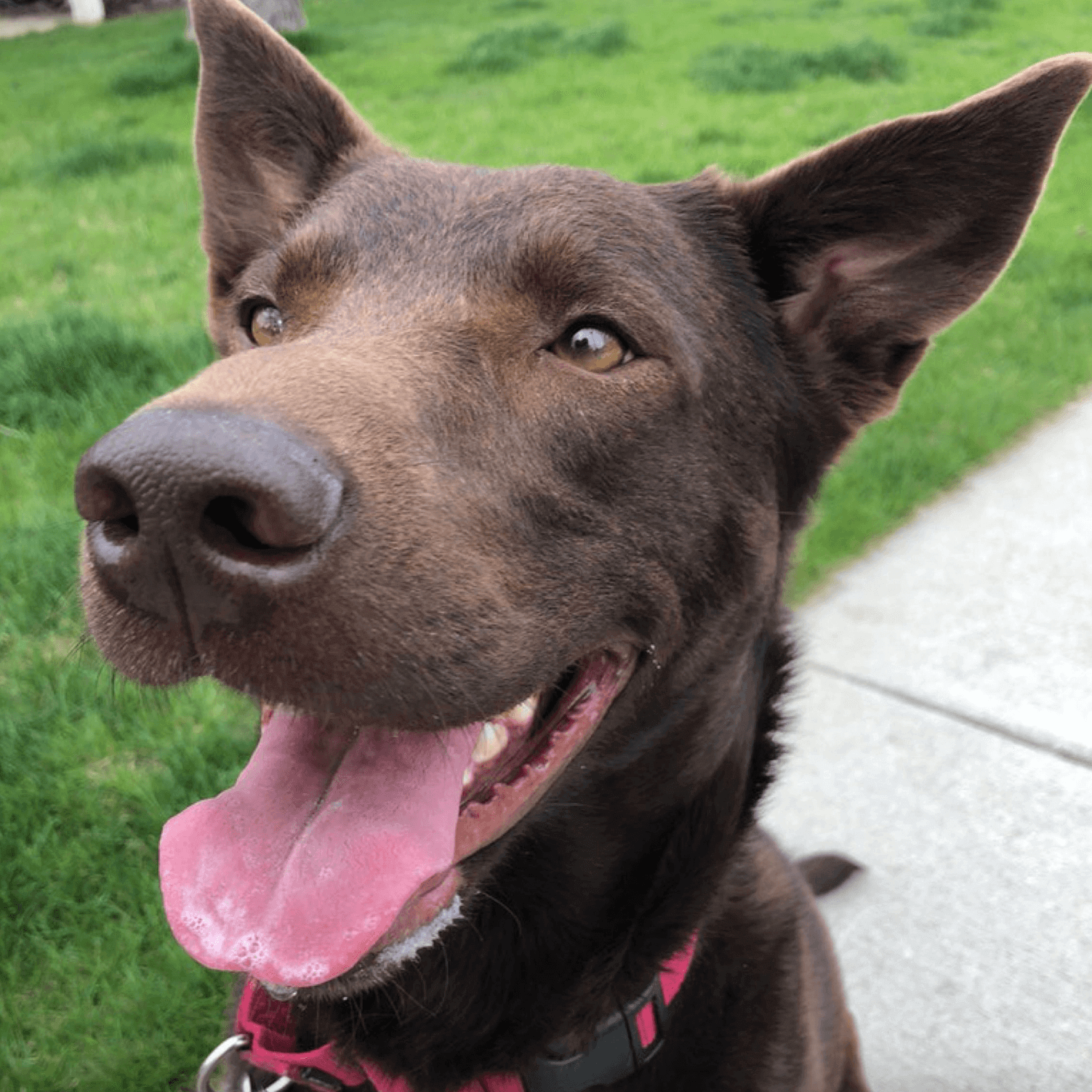 Puppy Care - Rita Ranch Pet Hospital