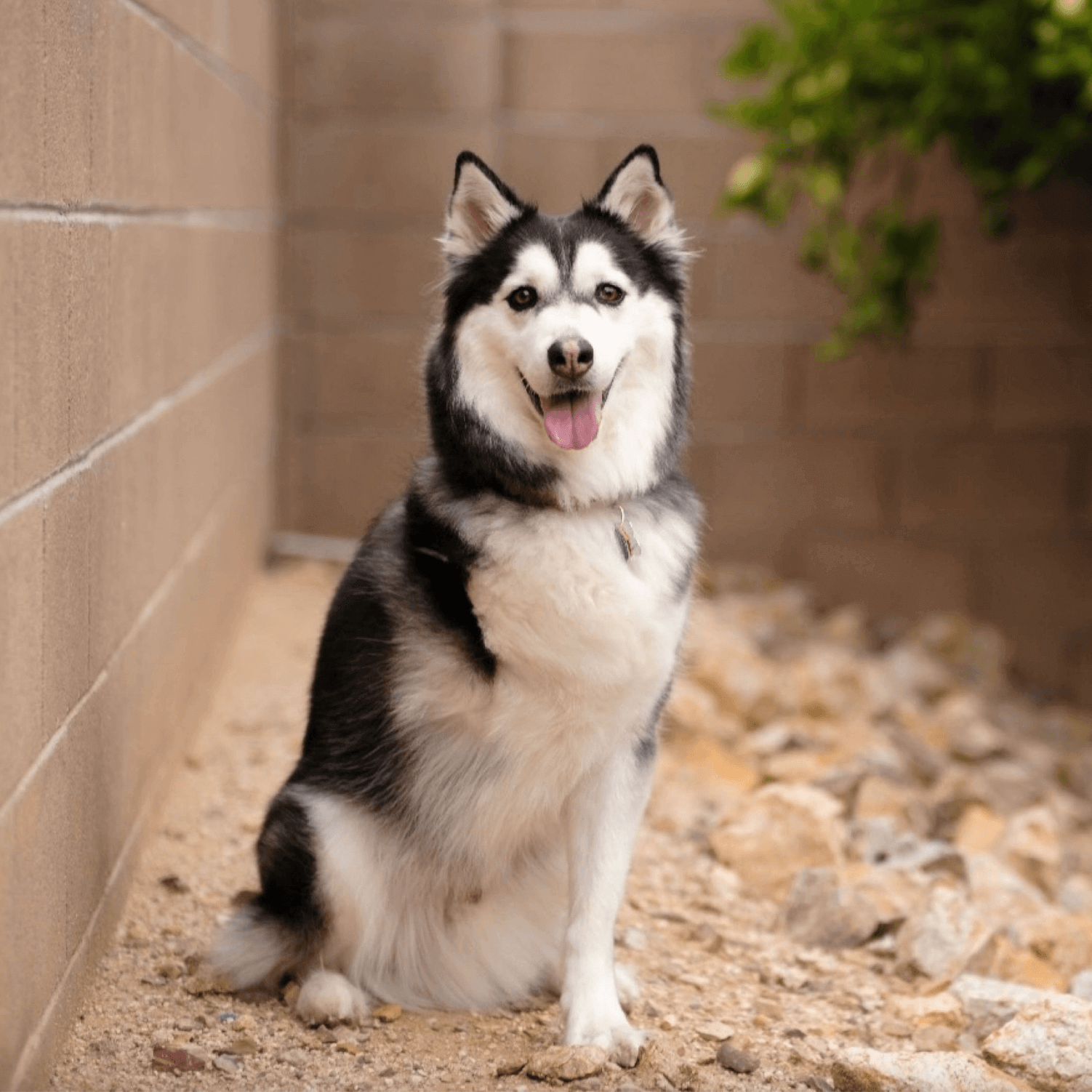 Puppy Care - Rita Ranch Pet Hospital