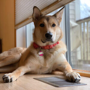 Dog laying on ground