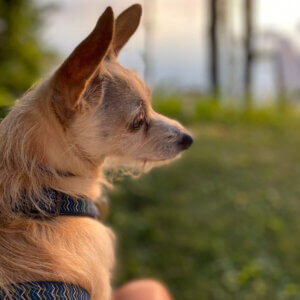 dog outside